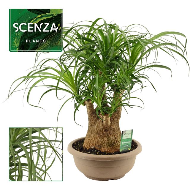Picture of Beaucarnea branched in bowl