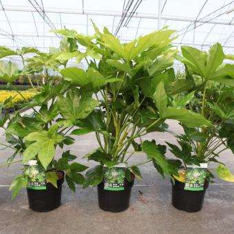 Picture of FATSIA JAPONICA