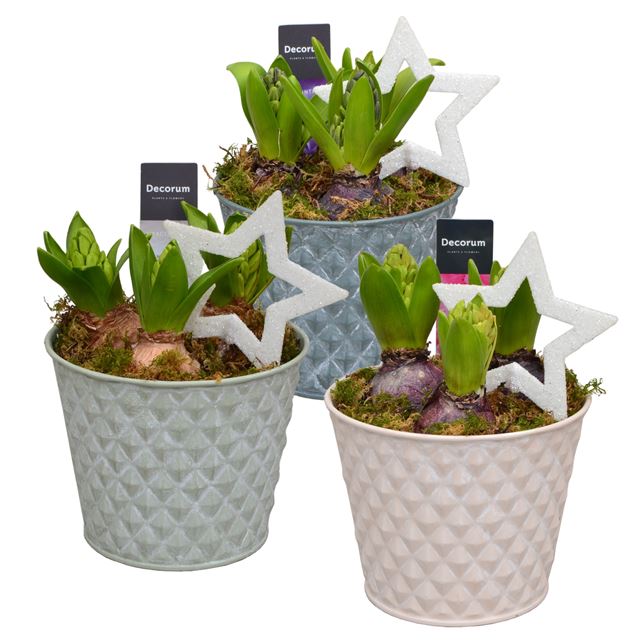 Picture of HYACINTHUS 03BULBS ZINC DIAMOND