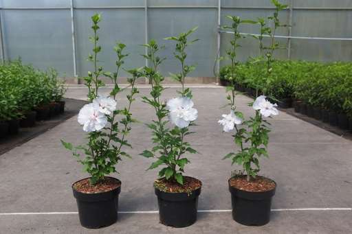 Picture of Hibiscus syriacus igloo