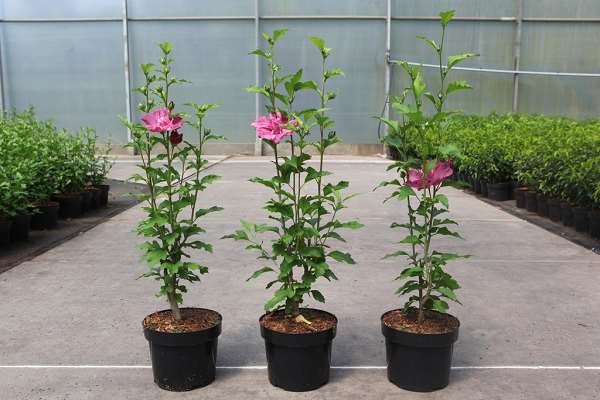 Picture of Hibiscus syriacus pompei