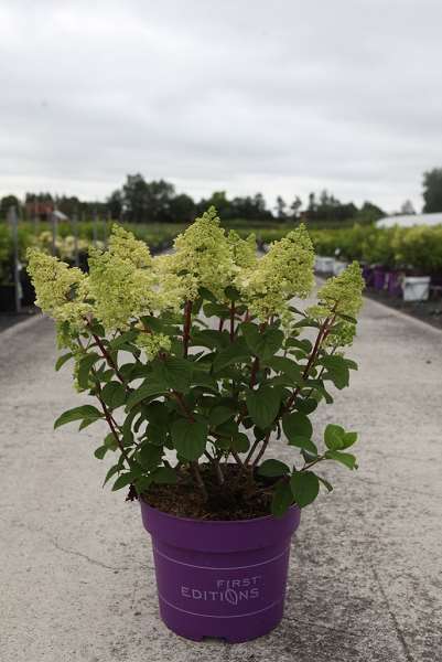 Picture of Hydrangea paniculata first editions® little hottie