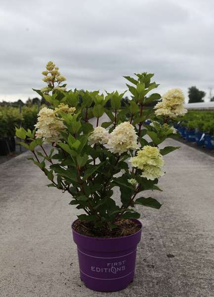 Picture of Hydrangea paniculata first editions® spring sizzle