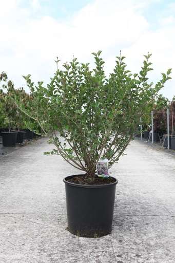 Picture of Syringa meyeri palibin