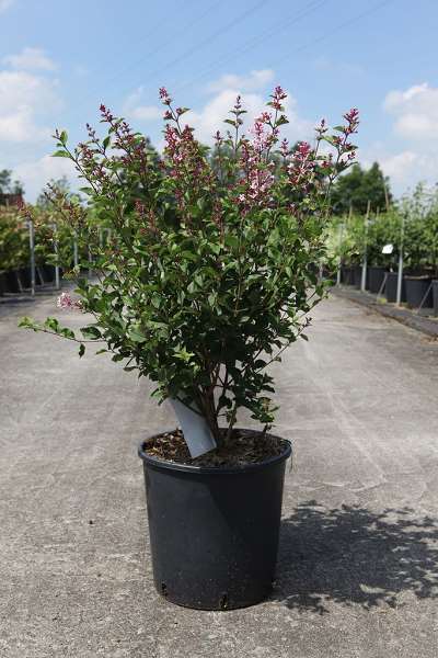 Picture of Syringa proven winners® bloomerang dark purple