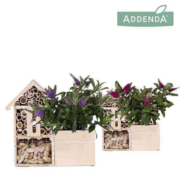 Picture of Hebe addenda donna mix in insect hotel