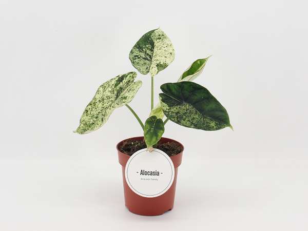 Picture of Alocasia dragon scale mint