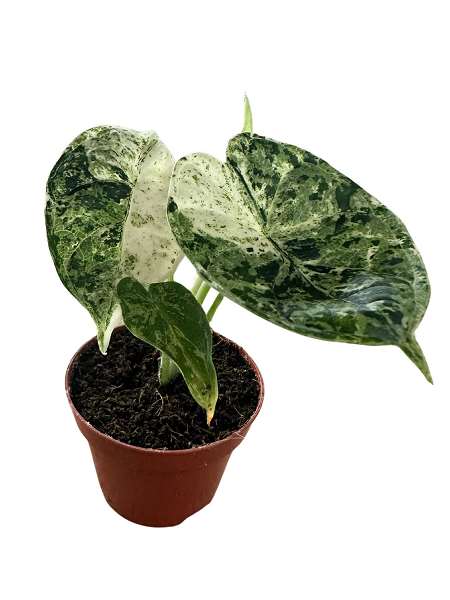 Picture of Alocasia dragon scale mint