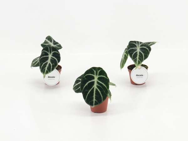 Picture of Alocasia ninja