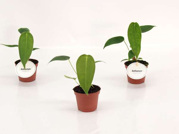 Picture of Anthurium peltigerum