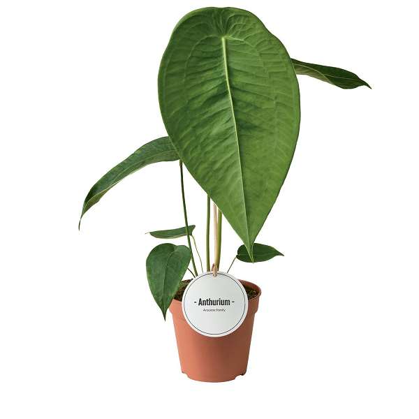 Picture of Anthurium peltigerum