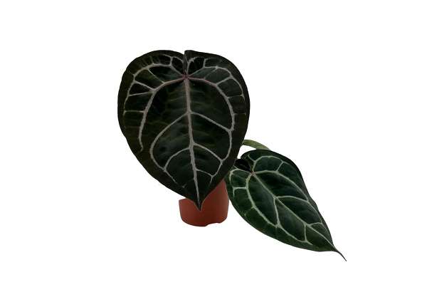 Picture of Anthurium red crystallinum