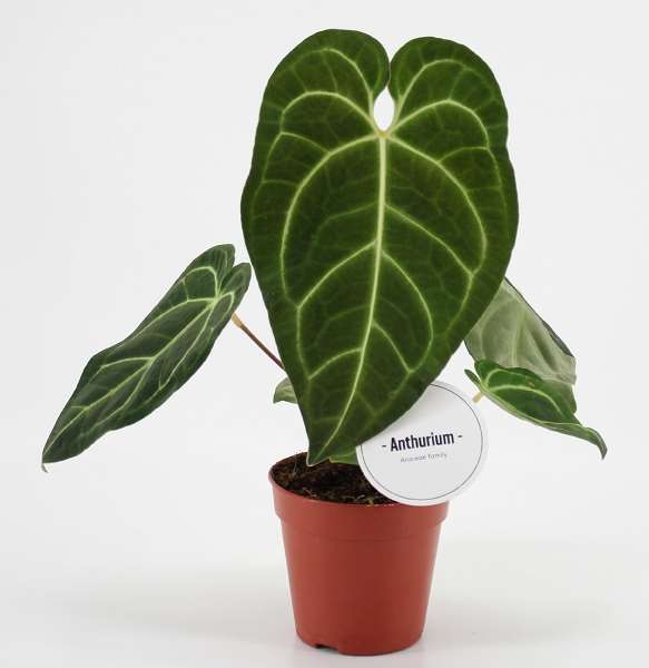 Picture of Anthurium regale