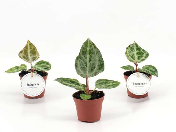Picture of Anthurium silver blush mint