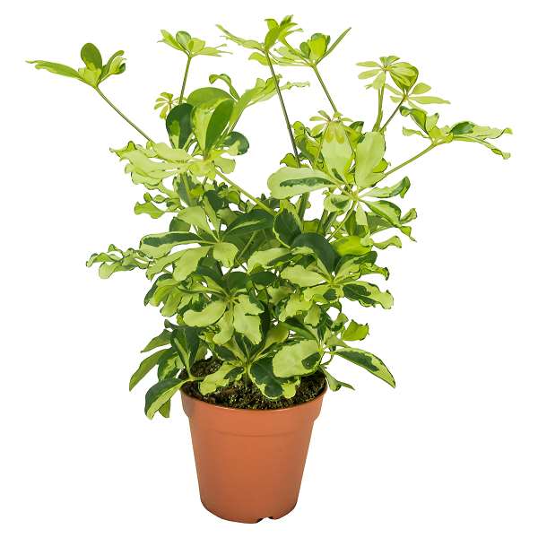 Picture of Schefflera charlotte branched