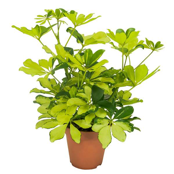 Picture of Schefflera melanie branched
