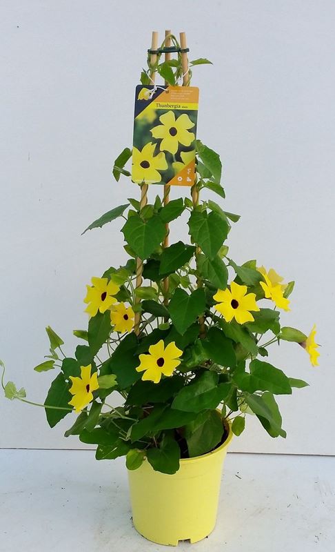 Picture of Thunbergia alata pyramid yellow