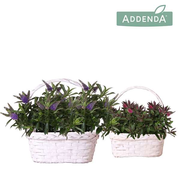 Picture of Hebe addenda donna basket twins