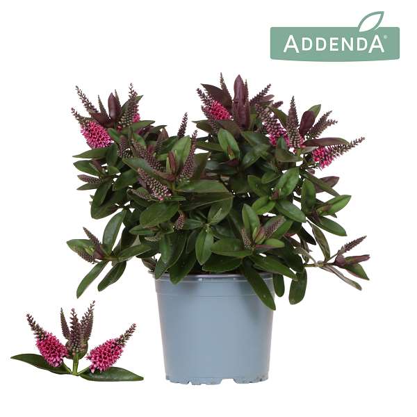 Picture of Hebe addenda donna pink