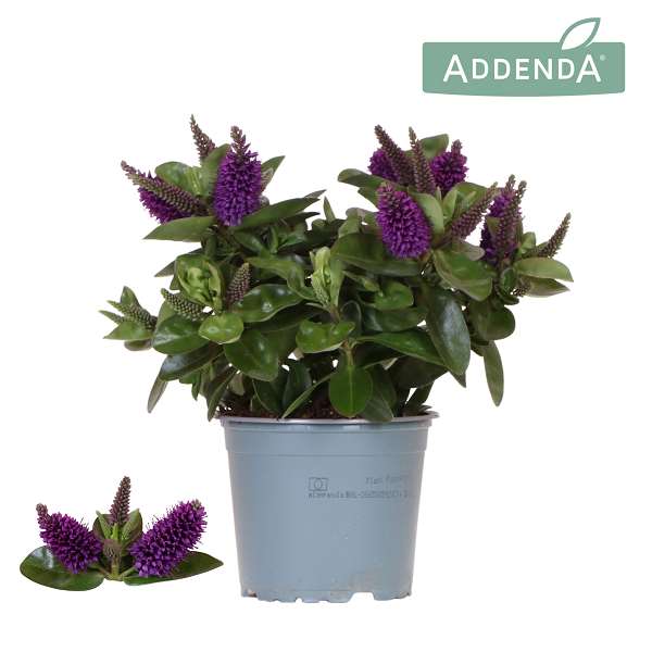 Picture of Hebe addenda donna purple