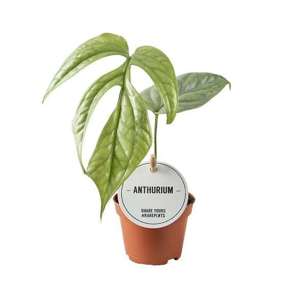 Picture of Monstera amydrium medium silver
