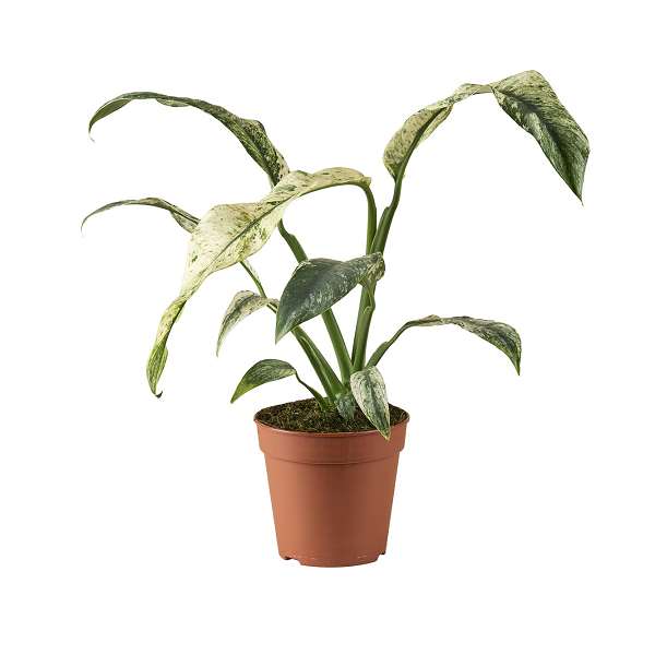 Picture of Rhaphidophora puberula variegata