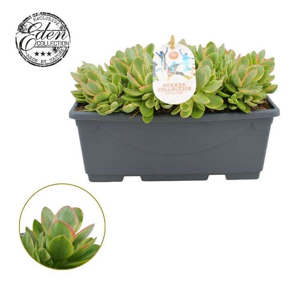 Picture of Crassula moneymaker mix