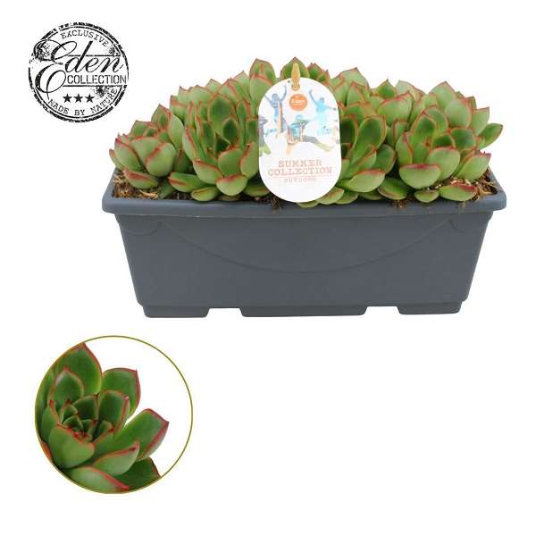 Picture of Echeveria skater