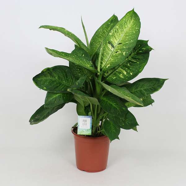 Picture of Dieffenbachia living fantasy