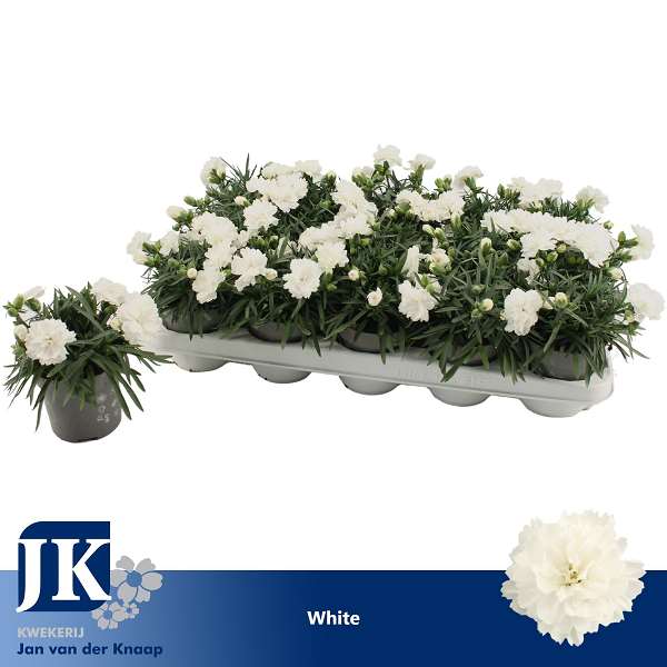 Picture of Dianthus caryophyllus white