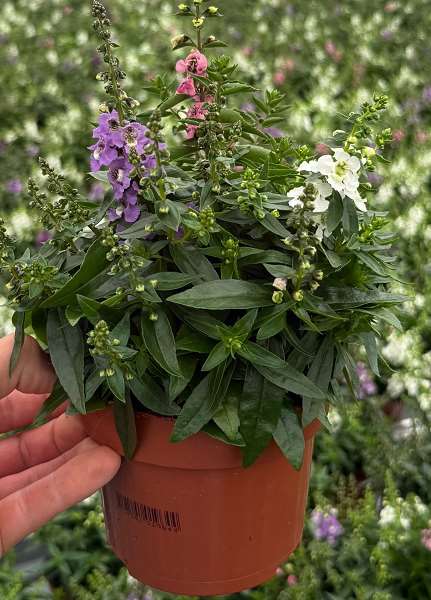 Picture of Angelonia tricolor