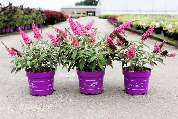 Picture of Buddleja davidii first editions® trippy pink