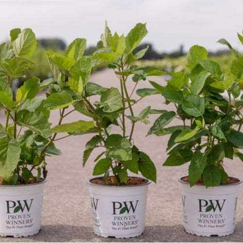 Picture of Hydrangea arborescens proven winners® pink annabel