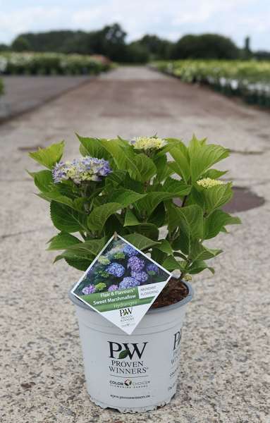 Picture of Hydrangea m  proven winners® fandf sweet marshmellow