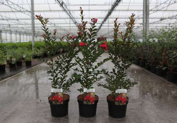 Picture of Lagerstroemia indica enduring® red