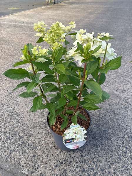 Picture of Hydrangea pan  'confetti'