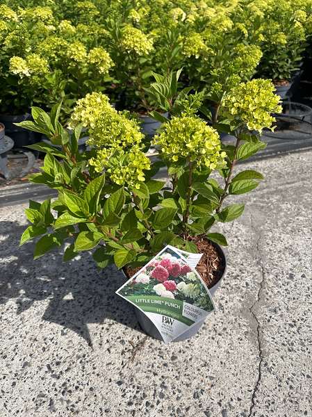 Picture of Hydrangea pan  'little lime punch