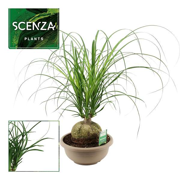 Picture of Beaucarnea ball