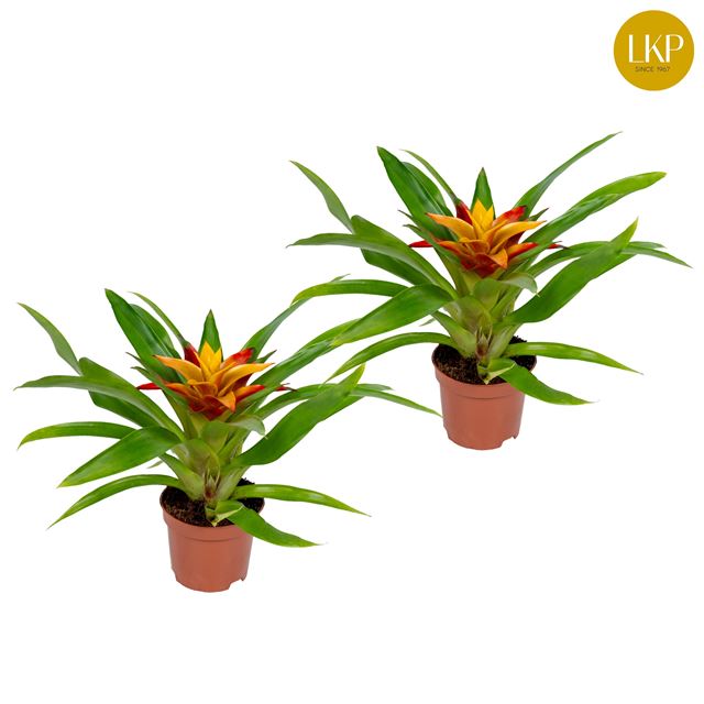 Picture of GUZMANIA FLAVA YELLOW