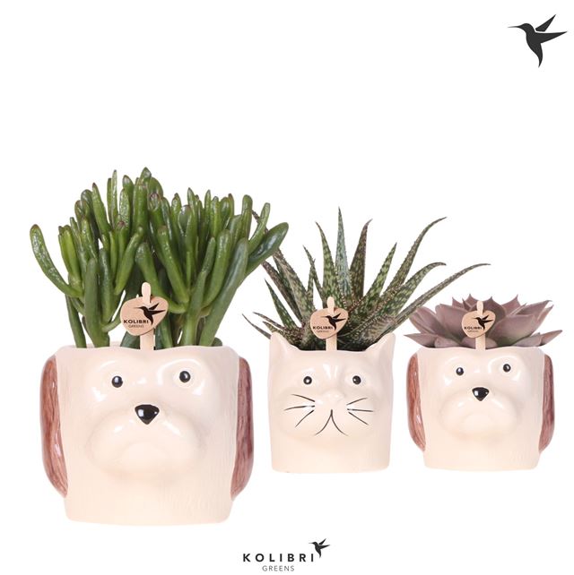 Picture of Succulent mix in ceramic cat and dog