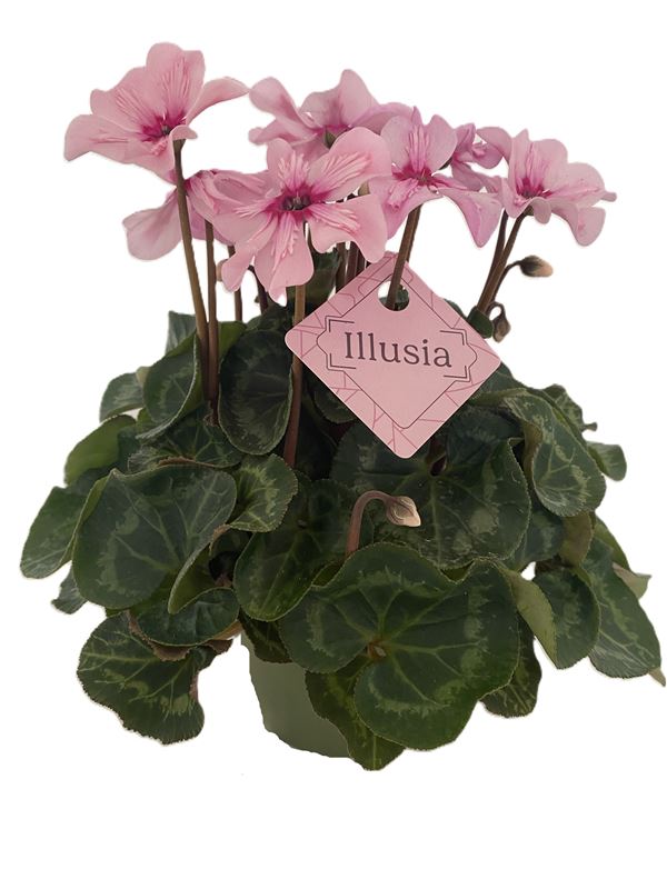 Picture of Cyclamen persicum illusia