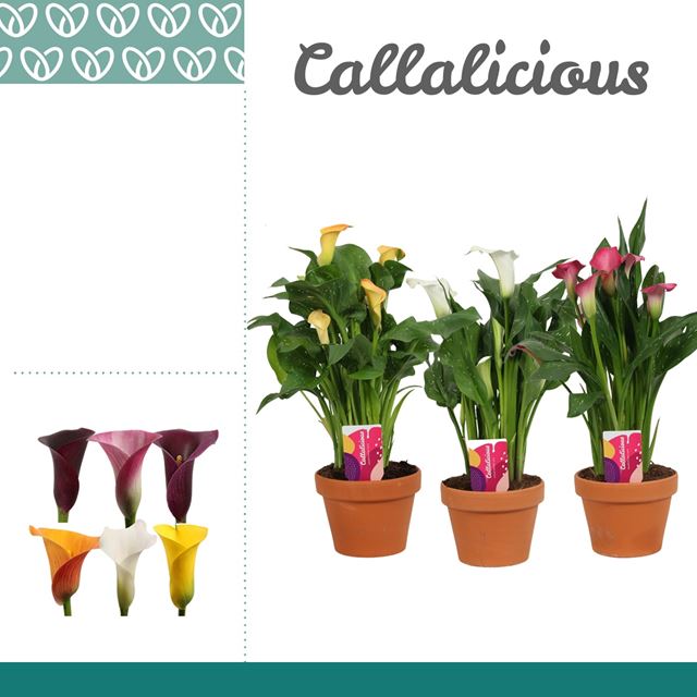 Picture of Zantedeschia mix in stone deco pot