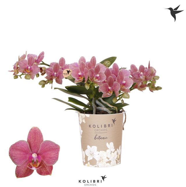 Picture of PHALAENOPSIS 04-STEM KOLIBRI BOTANIC ORANGE