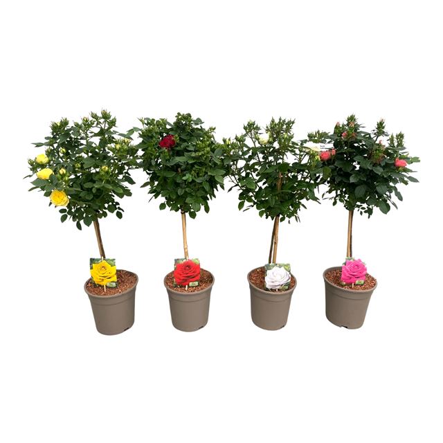 Picture of Rose PATIO ON STEM
