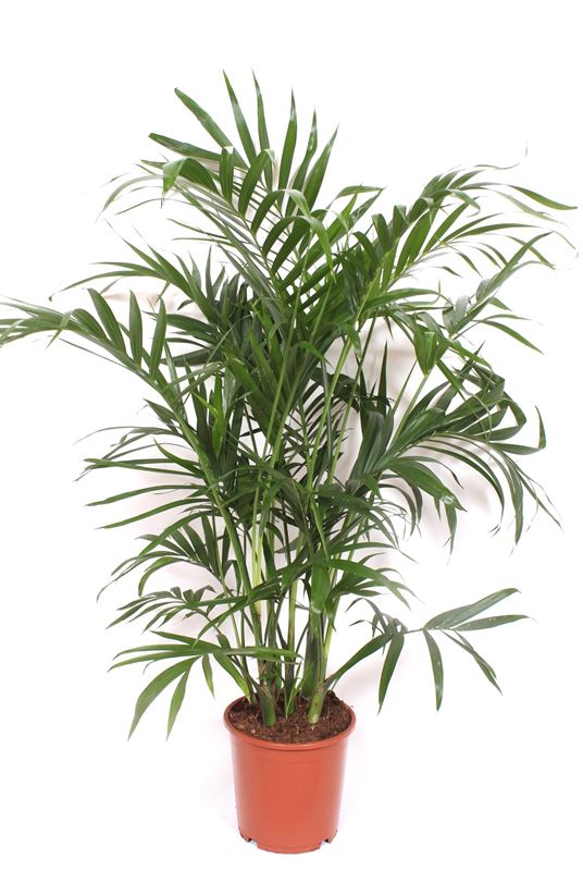 Picture of Chamaedorea cataractarum stella