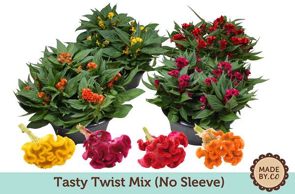 Picture of Celosia tasty twist bowl