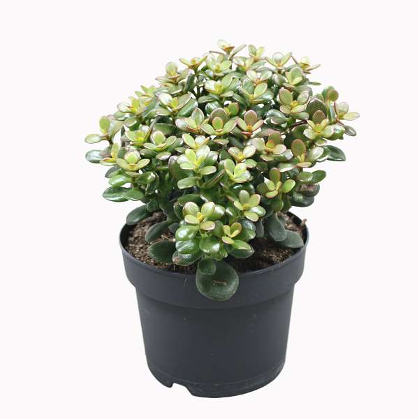 Picture of Crassula minor