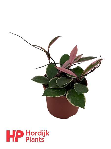 Picture of Hoya carnosa flamingo dream
