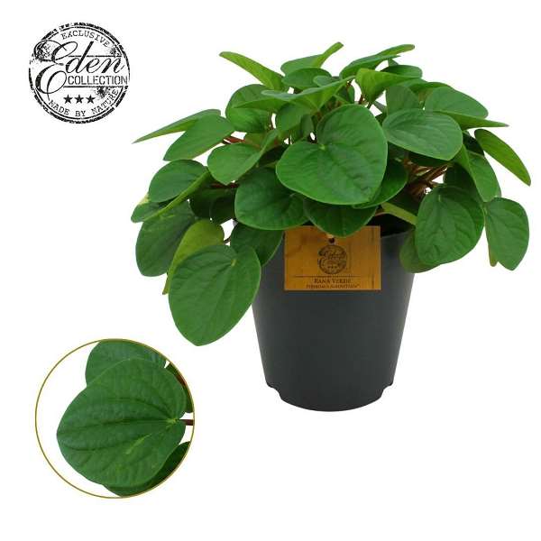 Picture of Peperomia rana verde