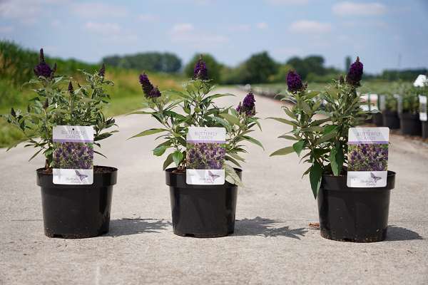 Picture of Buddleja davidii butterfly candy® little blackberr